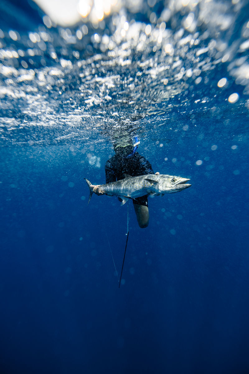 Underwater tuna on spear with sunlight above