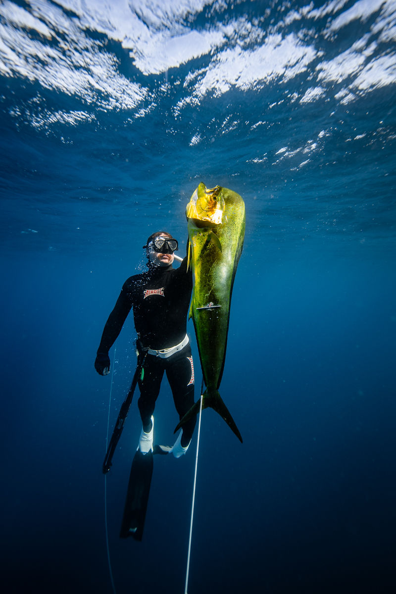 Diver holding dorado underwater Cabo San Lucas