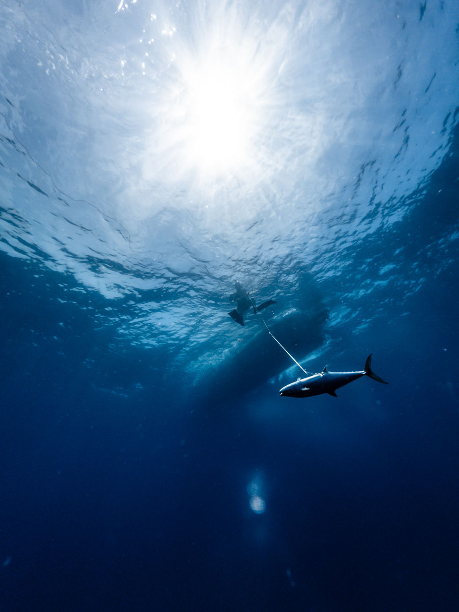 Diver holding wahoo underwater with bubbles